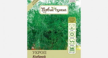 Jak pěstovat kopr kibray?